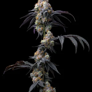 Rainbow Sherbet 3 semillas