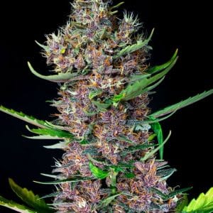 Red Poison Auto