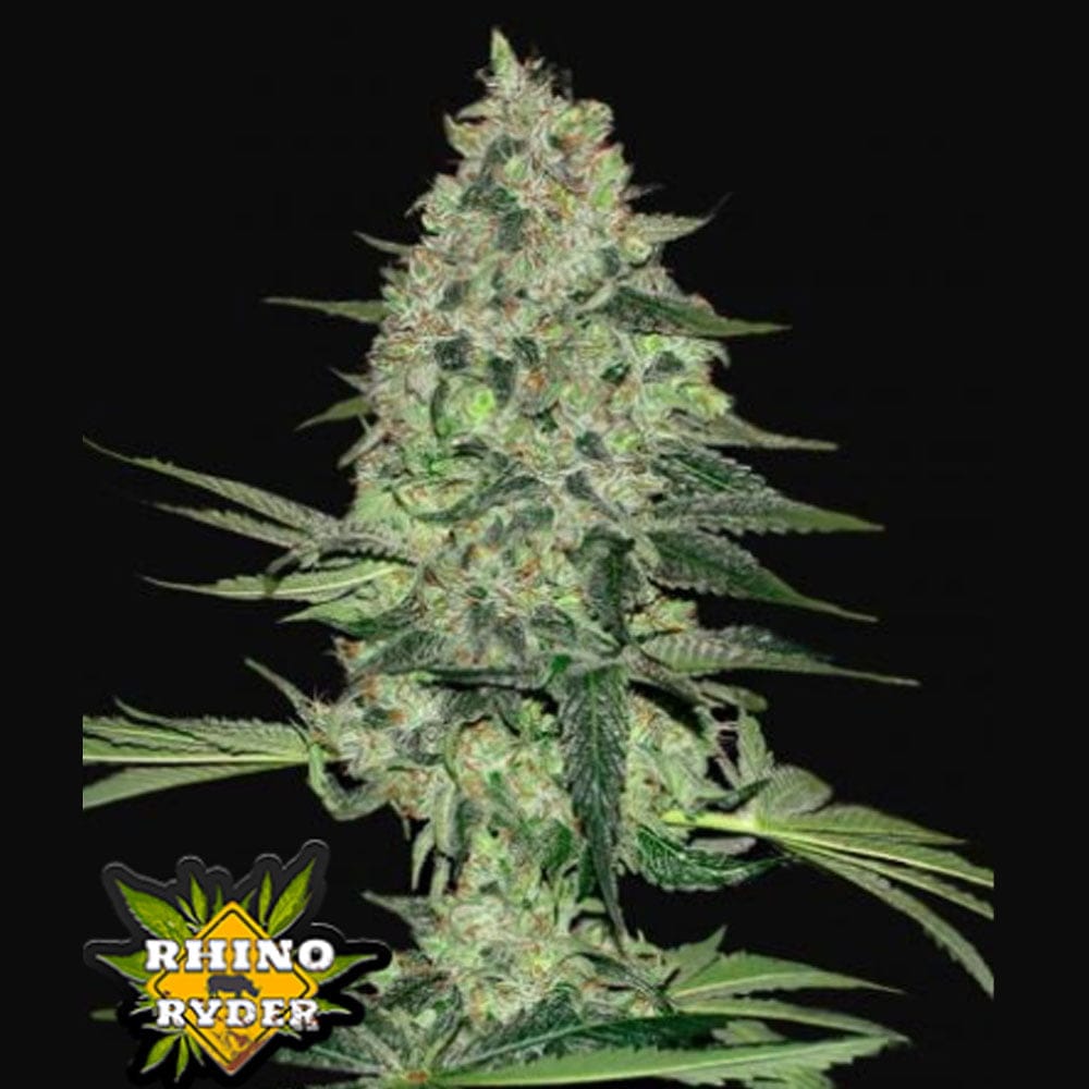 RHINO RYDER