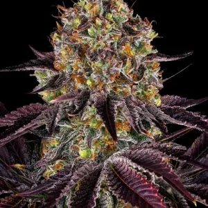 RUNTZ X LAYER CAKE STRAIN