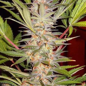 S.A.D. Sweet Afgani Delicious F1