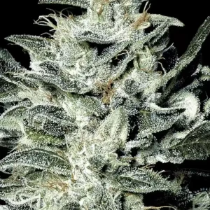 Sensi Star