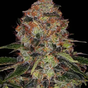 SHISKABERRY STRAIN