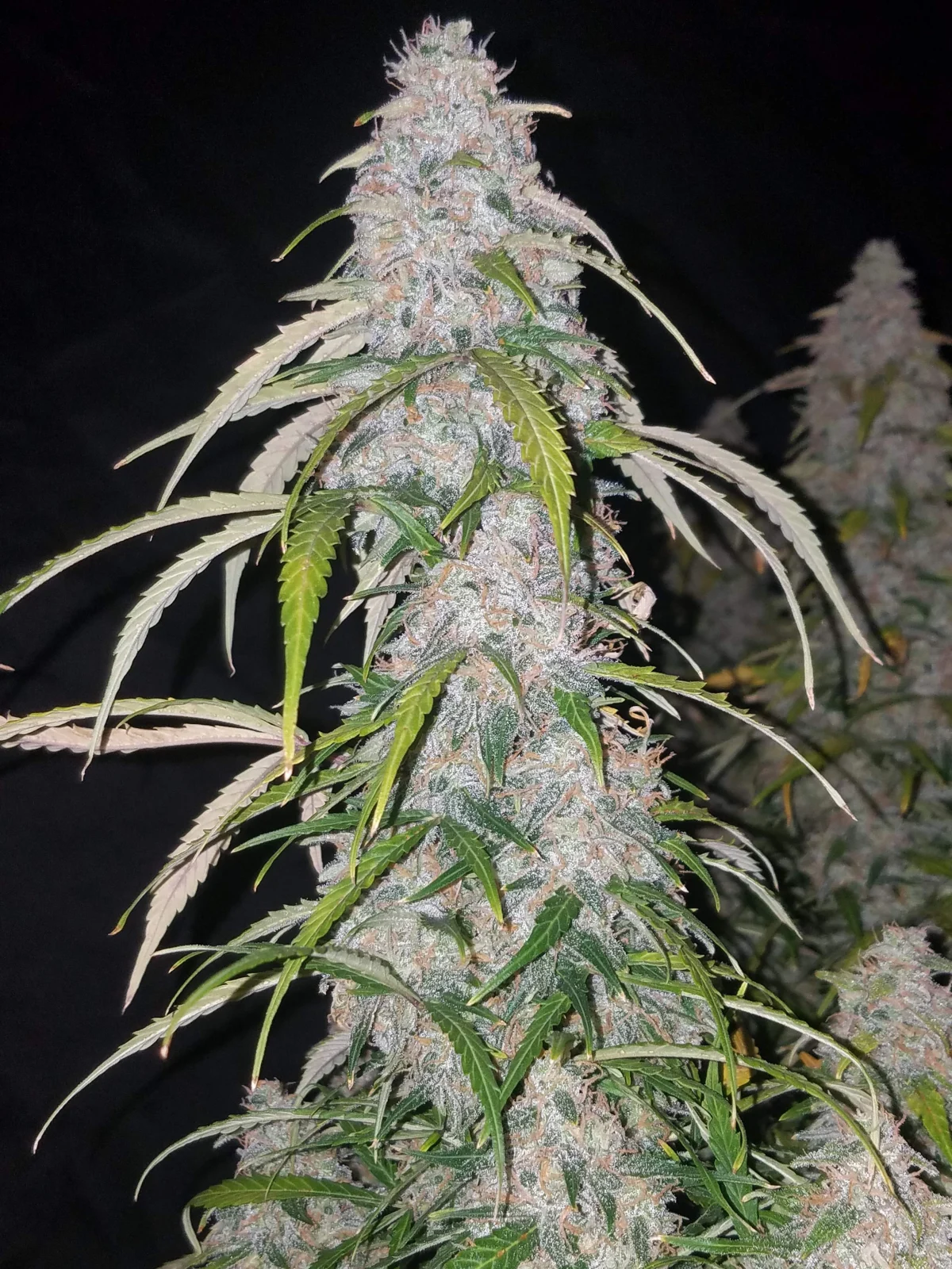 Six Shooter Auto 420 FAST BUDS