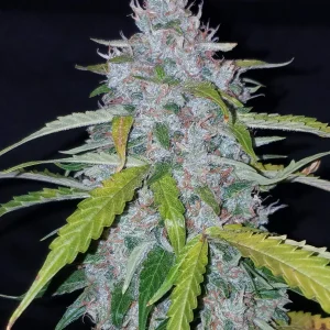 Six Shooter Auto 420 FAST BUDS