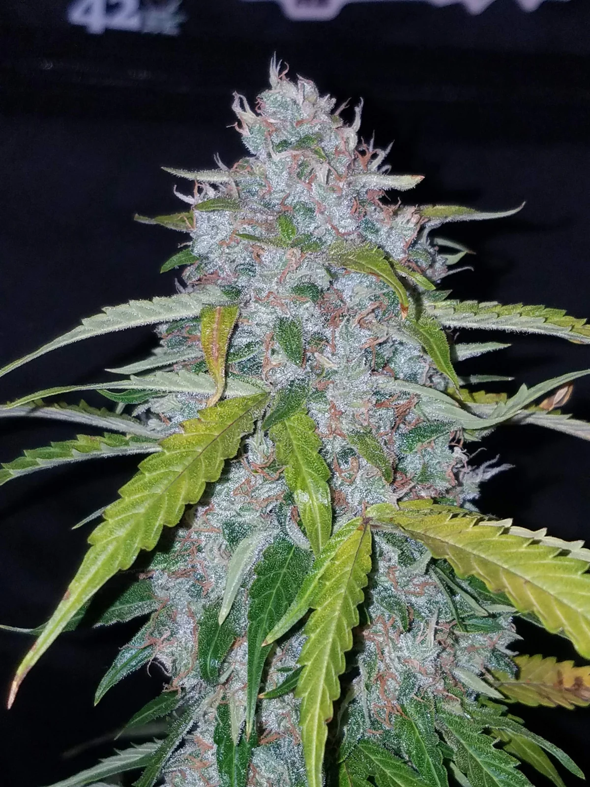 Six Shooter Auto 420 FAST BUDS