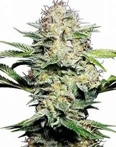 Skunk #1