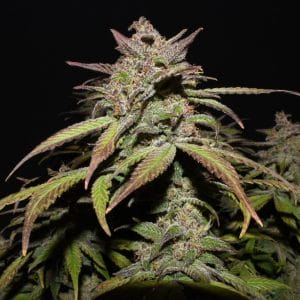 Smoothie Auto La variedad más premiada de nuestro catálogo.