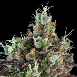 SOUR RIPPER