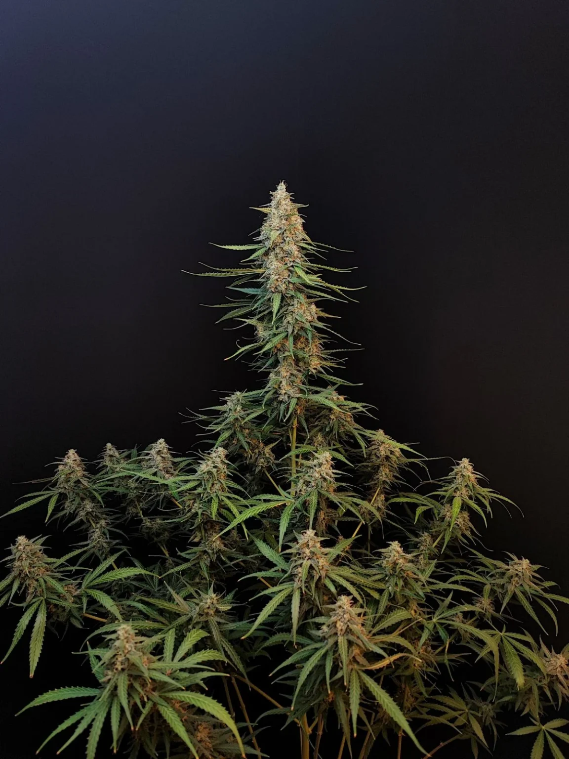 Sour Diesel Auto 420 FAST BUDS - Imagen 3