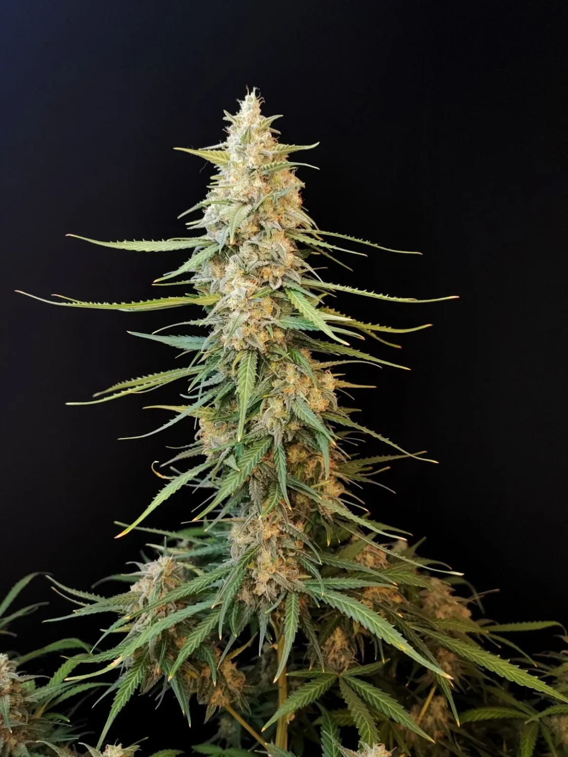 Sour Diesel Auto 420 FAST BUDS - Imagen 2
