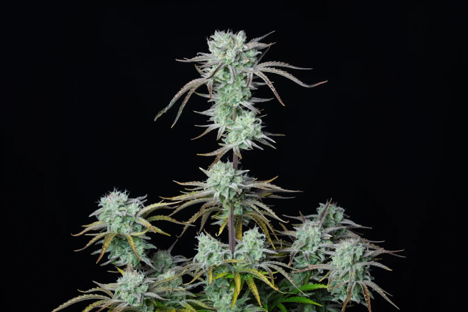 Strawberry Banana 420 FAST BUDS - Imagen 4