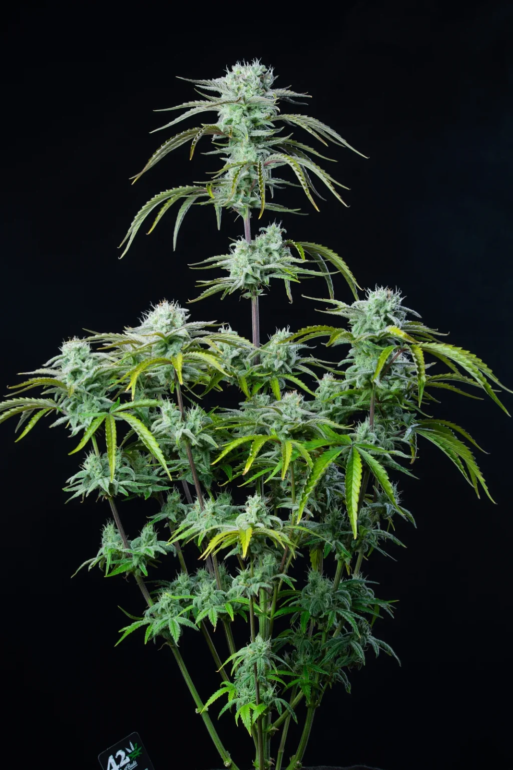 Strawberry Banana 420 FAST BUDS - Imagen 3