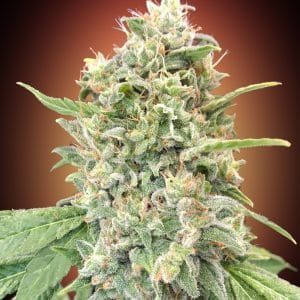 Strawberry Banana ADVANCED SEEDS