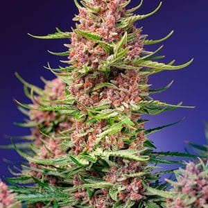 Strawberry Cola Sherbet F1 Fast Version