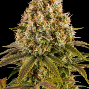 STRAWBERRY LEMONADE STRAIN