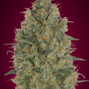Strawberry Gum ADVANCED SEEDS
