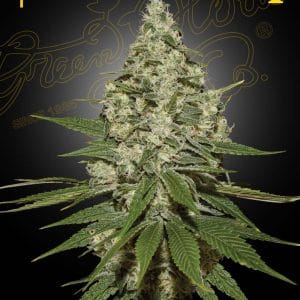Super Lemon Haze
