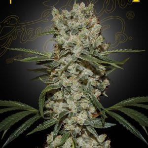 Super Silver Haze