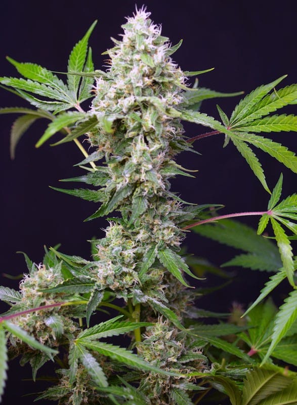 Sweet Amnesia Haze XL Auto SWEET SEEDS - Imagen 2
