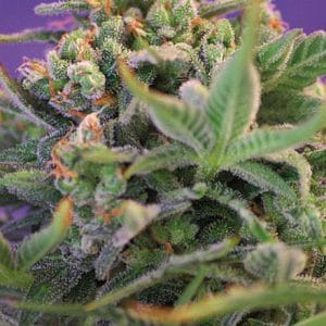 Sweet Cheese