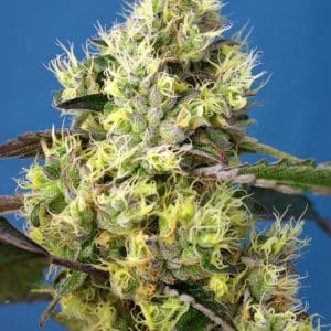 Sweet Gelato Auto