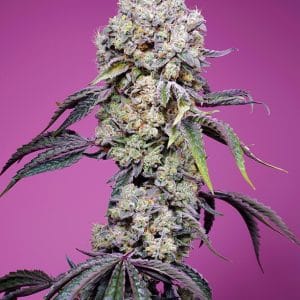 Sweet Mandarine Zkittlez F1 Fast Version