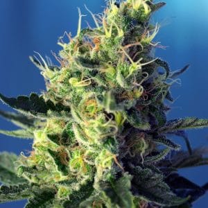 Sweet Pure CBD