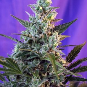 Sweet Skunk F1 Fast Version