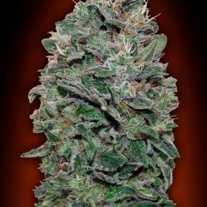 Sweet Somango