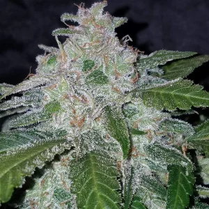 Tangie Auto ¡Campeona de gran rendimiento, mucho THC y gran sabor! 420 FAST BUDS
