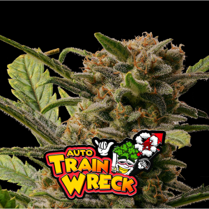 Trainwreck 420 Fast Buds