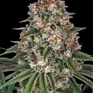 TROPICANNA BANANA STRAIN