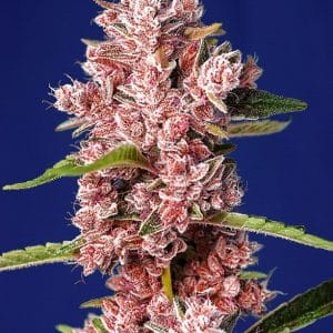 Tropicanna Poison F1 Fast Version