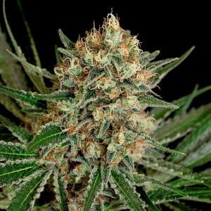 TXERRI BILBO HAZE GENEHTIK