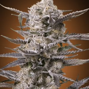 Watermelon OG ADVANCED SEEDS