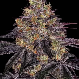 WATERMELON ZKITTLEZ STRAIN