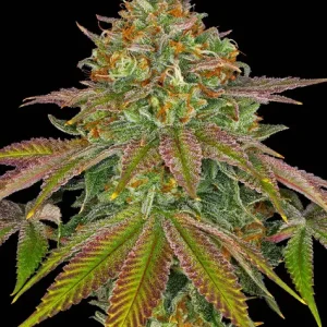 WEDDING CAKE STRAIN
