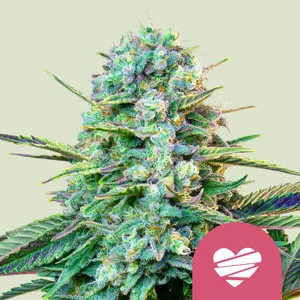 Wedding Crasher - Imagen 4