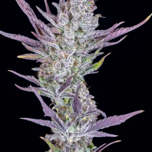 Wedding Glue Auto ¡Tan pegajosa, que tus dedos se quedarán pegados! 420 FAST BUDS