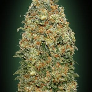 White Widow