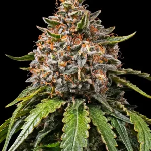 WHITE WIDOW XXL STRAIN