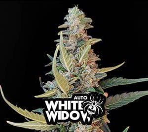 White Widow Auto ¡Una máquina de tricomas con un perfil de resina impresionante! 420 Fast Buds