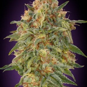 Zkittlez ADVANCED SEEDS