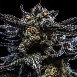 ZOMBIE KUSH